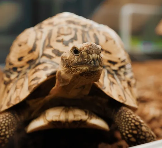 Close-up portrait of a tortoise showing its patterned shell, textured skin, and distinctive facial features.